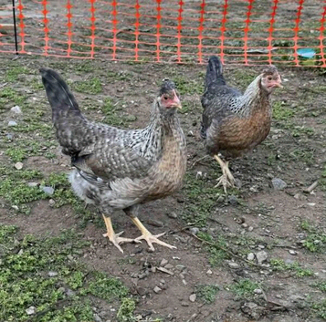 3 Legbar Hybrids availables POL, reduced price to clear.