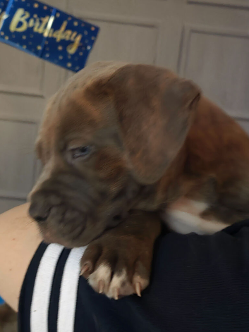 Puppies