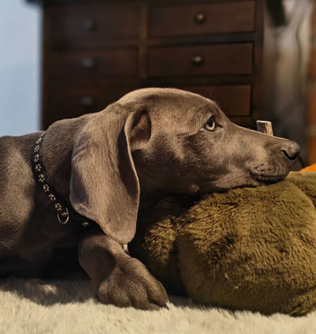 KC REGISTERED WEIMARANER PUPPIES AVAILABLE