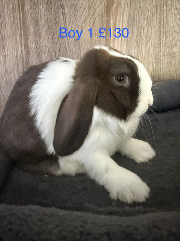 Pure Baby Mini Lops For Sales
