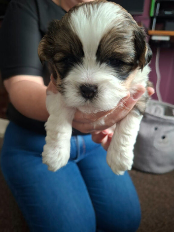 3 little boys shih tzu