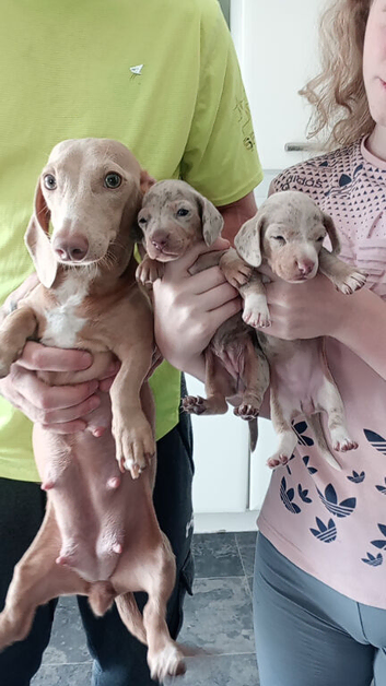 Mini sausages