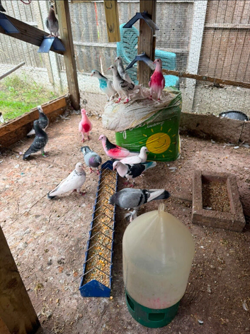 Best Pigeons
