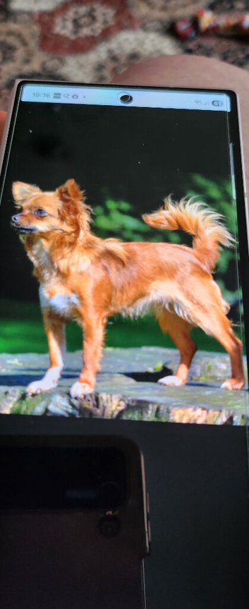 Beautiful male Jackawawa 3 years 10mth old