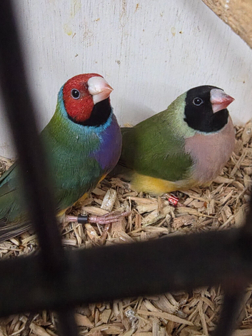 Very wide variety of finches. Looking list