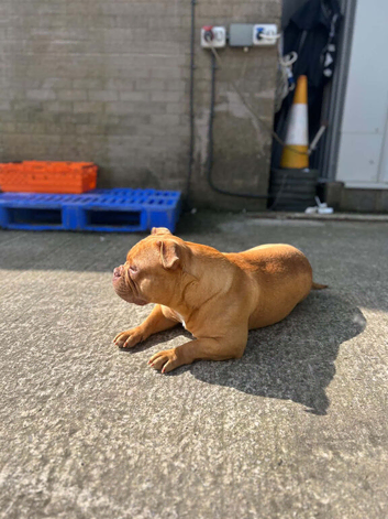 6 year old pocket bully (LUNA)