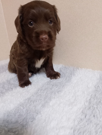 Last 2 Cocker spaniel pups