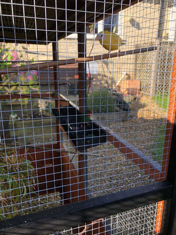 Parrot finches