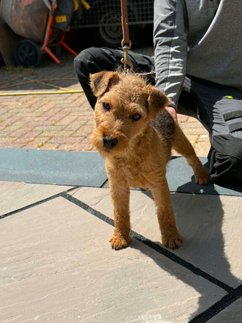 Dog pup looking for home