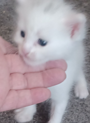 1 white male maincoon kitten