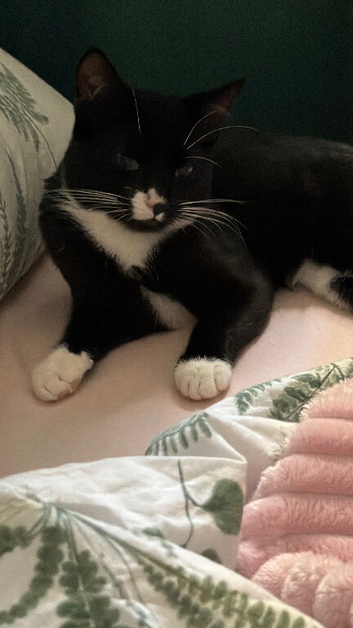 Beautiful kitten 5 months