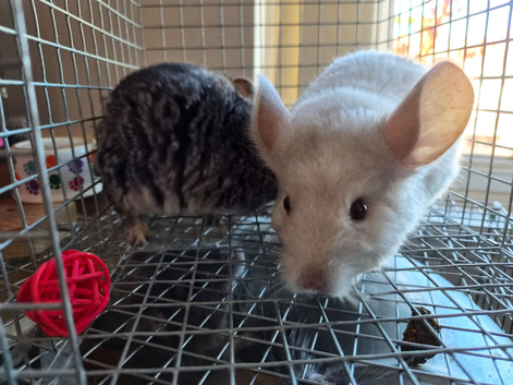 2 young chinchilla sisters