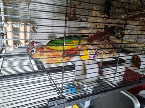 Yellow sided green cheeked conure