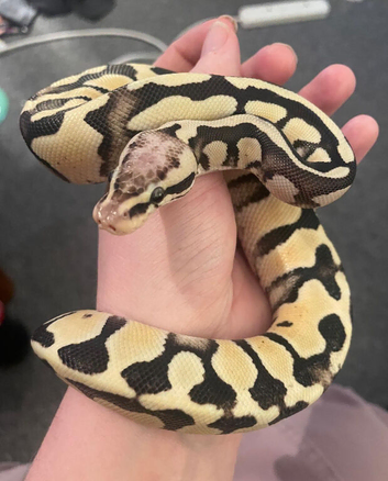 Super Pastel Desert Ghost 3yo (F)