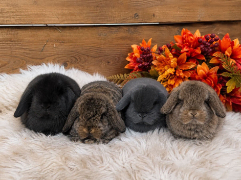 Beautiful mini lops