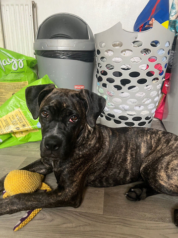 Female cane corso