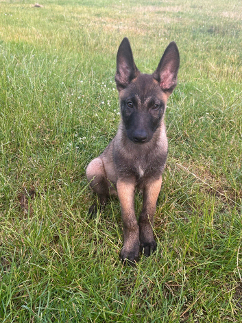 Belgian Malinois