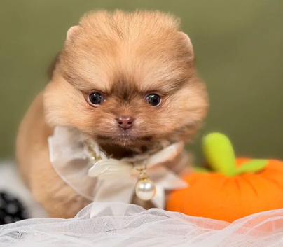 BEAUTIFUL TEDDY FACE POMERANIAN PUPPIES KC