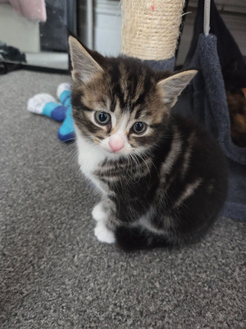 All sold .. 4 beautiful kittens