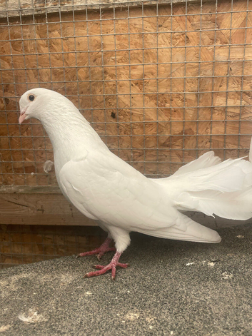 2 fantail dove females