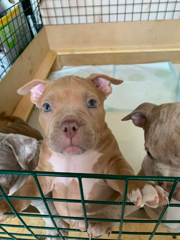 Pocket bully pups