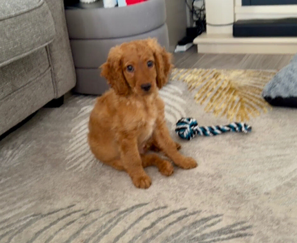 12 weeks cockapoo