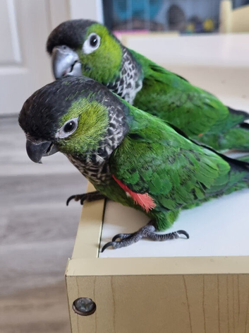 Black capped conures