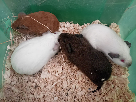 Female Guinea pigs