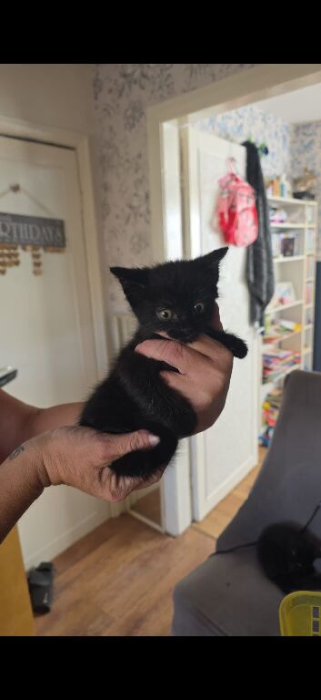 kittens for sale ready on 24th august