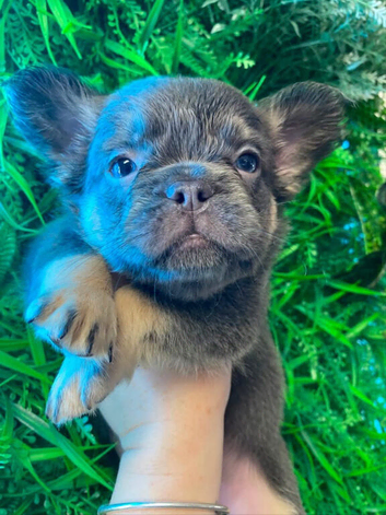 KC registered Beautiful Fluffy Frenchies