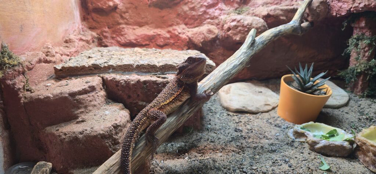Bearded dragon plus home