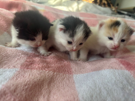 Beautiful fluffy kittens