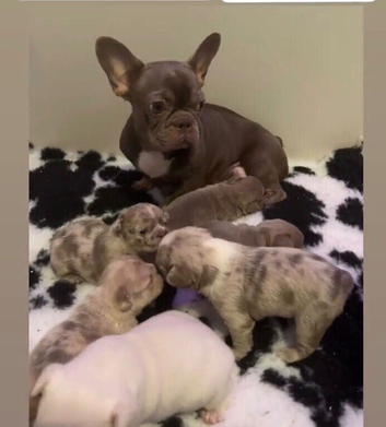 Final reductions.. micro frenchie puppies. Need their forever sofas