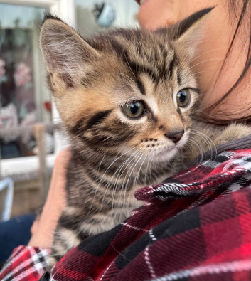 Two Female Kittens Looking for a New Home