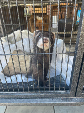 Ferret for sale
