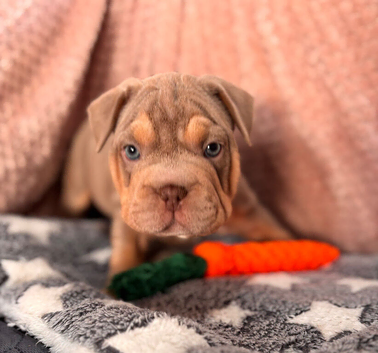 French bulldog x Pocket bully puppies for sale!