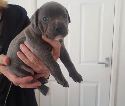 Blue staffordshire bull terrier puppies