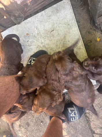 Cocker spaniel puppies for sale