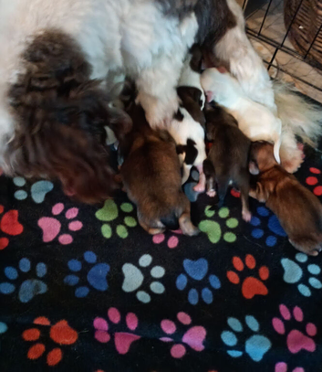AMAZING full breed KC registered Havanese puppies