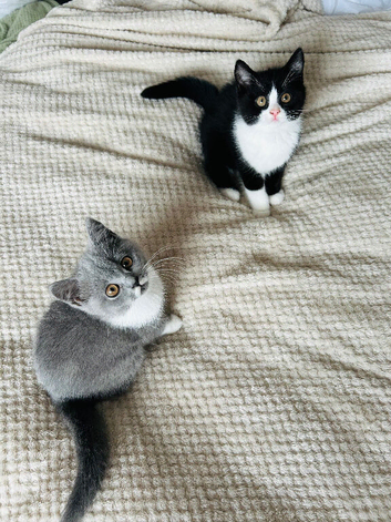 BSH KITTENS READY NOW 1 Male 1 Female