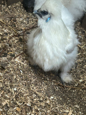 Silkie hens