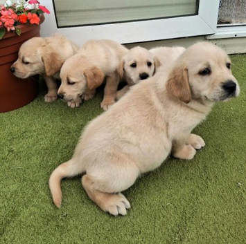 Stunning Goldador Girl Puppies.