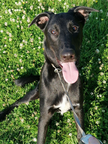 Milo