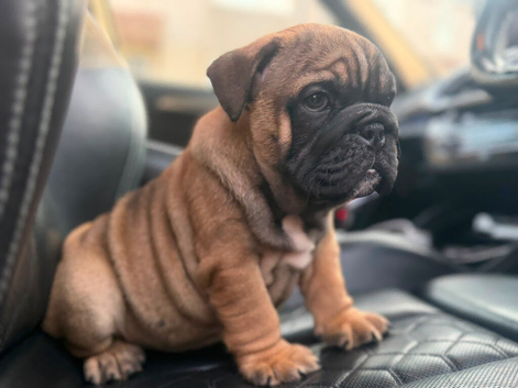 English bulldogs