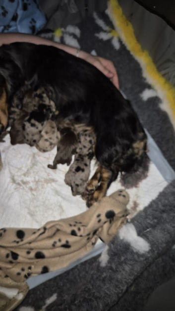 3 lovely dachunds available