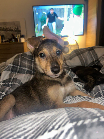 1 beautiful Lurcher
