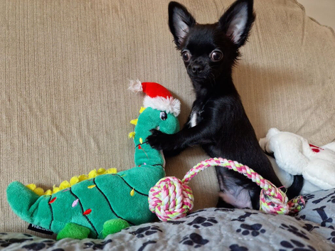 REDUCED - Last Pup Left! Chihuahua Puppy READY NOW