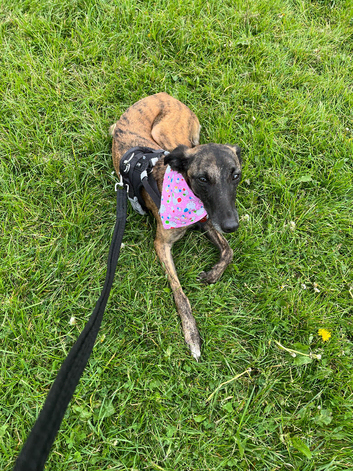 1  whippets boy pups