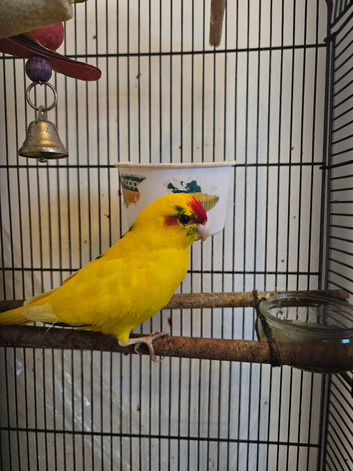 Kakariki birds 1 pair and 2 chick's including cage