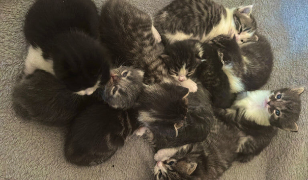 Kittens for sale